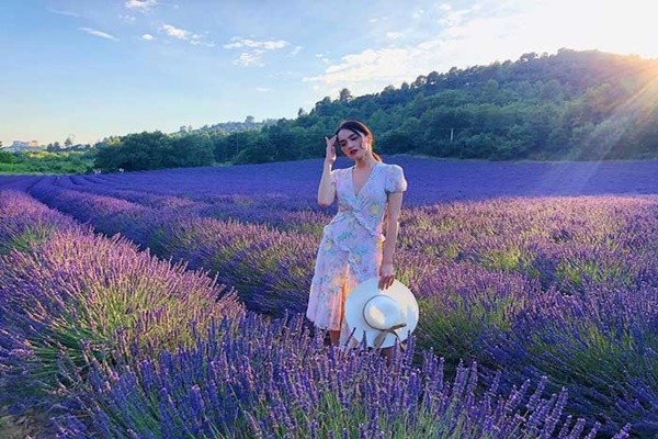 Hoa Lavender Da Lat