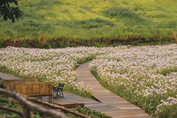 Mua Hoa Hong Ri The Florest