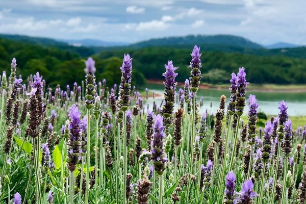 Review Vuon Hoa Lavender