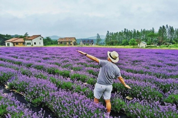 Vuon Hoa Lavender Da Lat