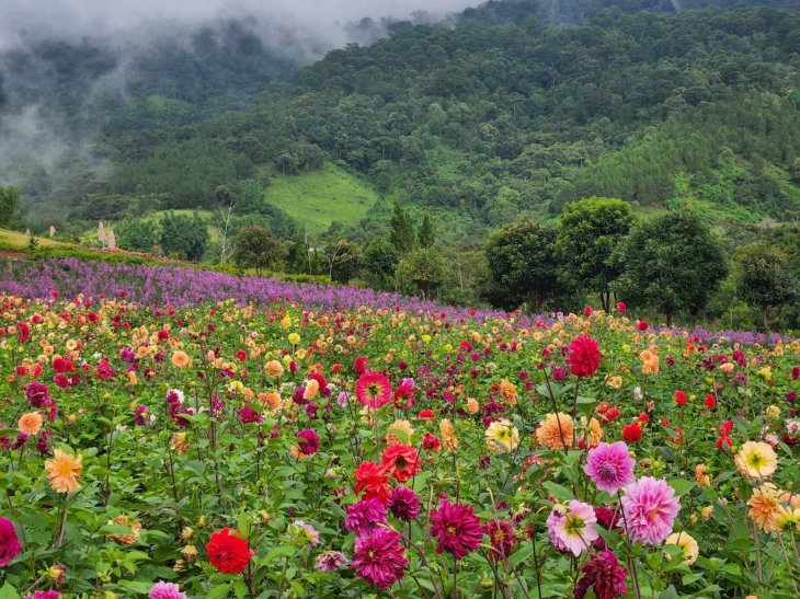 Mua Thuoc Duoc The Florest Da Lat