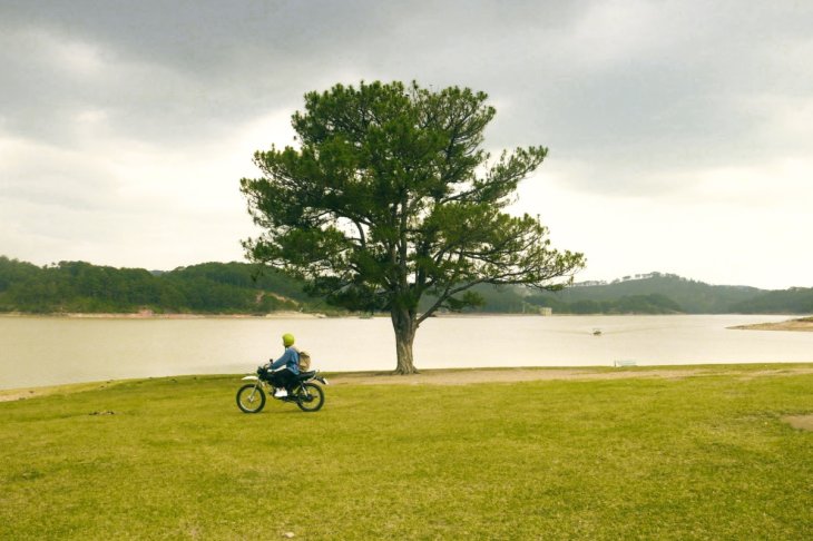 Cay Thong Co Don Ho Suoi Vang