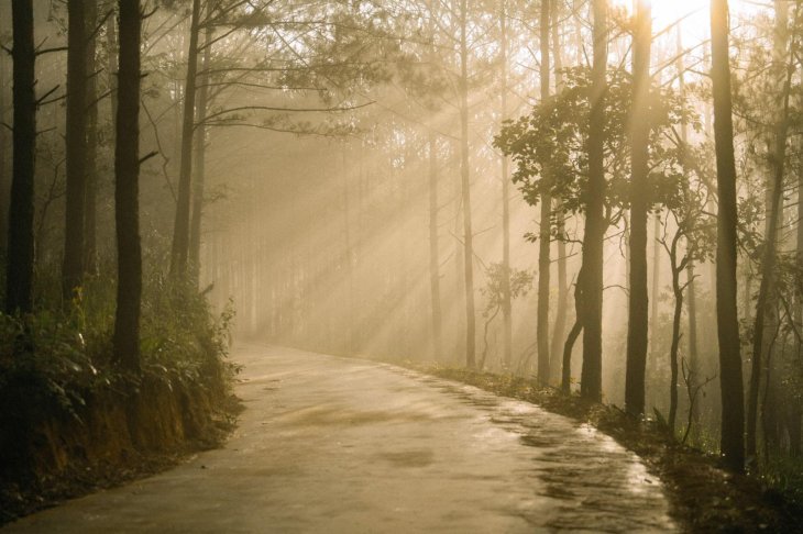 Con Duong Xuyen Rung Thong The Florest