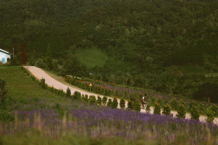 The Florest Hoa Trong Rung