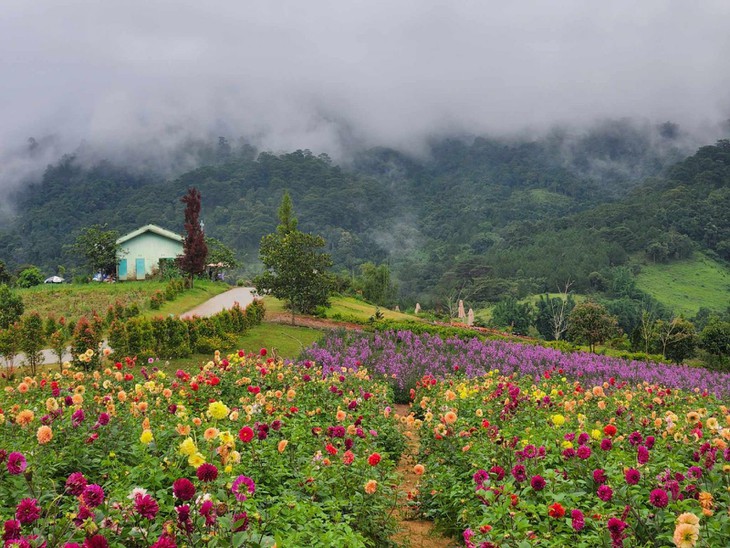 Mua Thuoc Duoc Da Lat 1