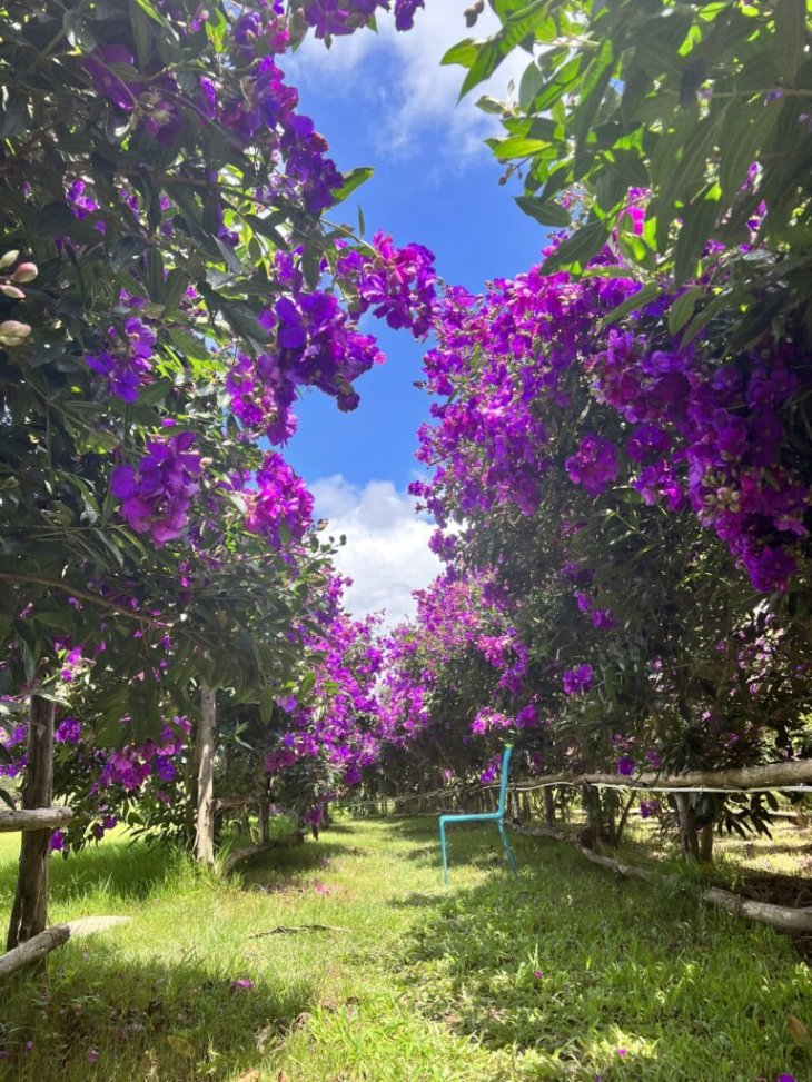 Doi May Da Lat Mua Hoa Tim