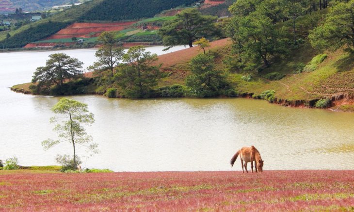 Ho Suoi Vang Da Lat Cuoi Nam