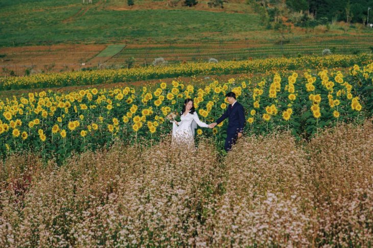 Huong Duong Tam Giac Mach The Florest