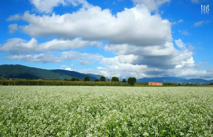 Hoa Cai Trang Da Lat Cuoi Nam