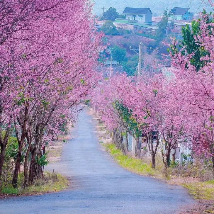 Mai Anh Dao Doc Da Quy
