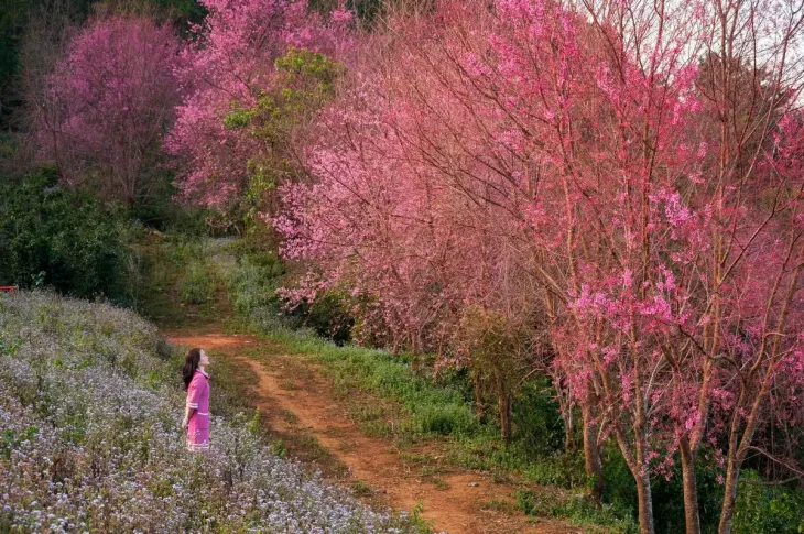 Mai Anh Dao Mong Dao Nguyen