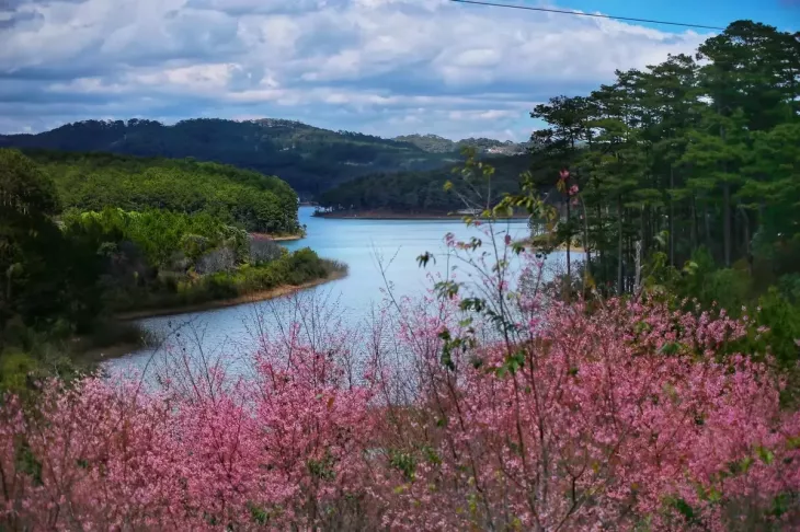 Rung Mai Anh Dao Ho Tuyen Lam