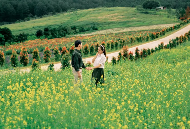 Canh Dong Hoa Cai Vang Da Lat The Florest 2