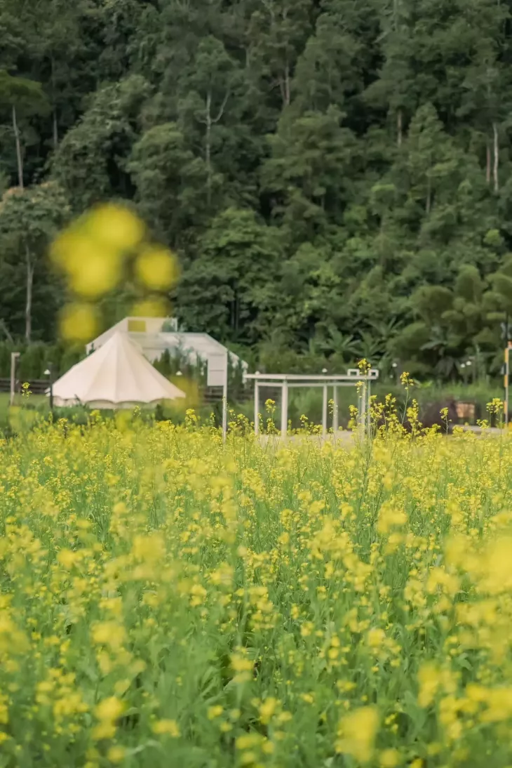 Vuon Hoa Cai Vang Dalat Camp