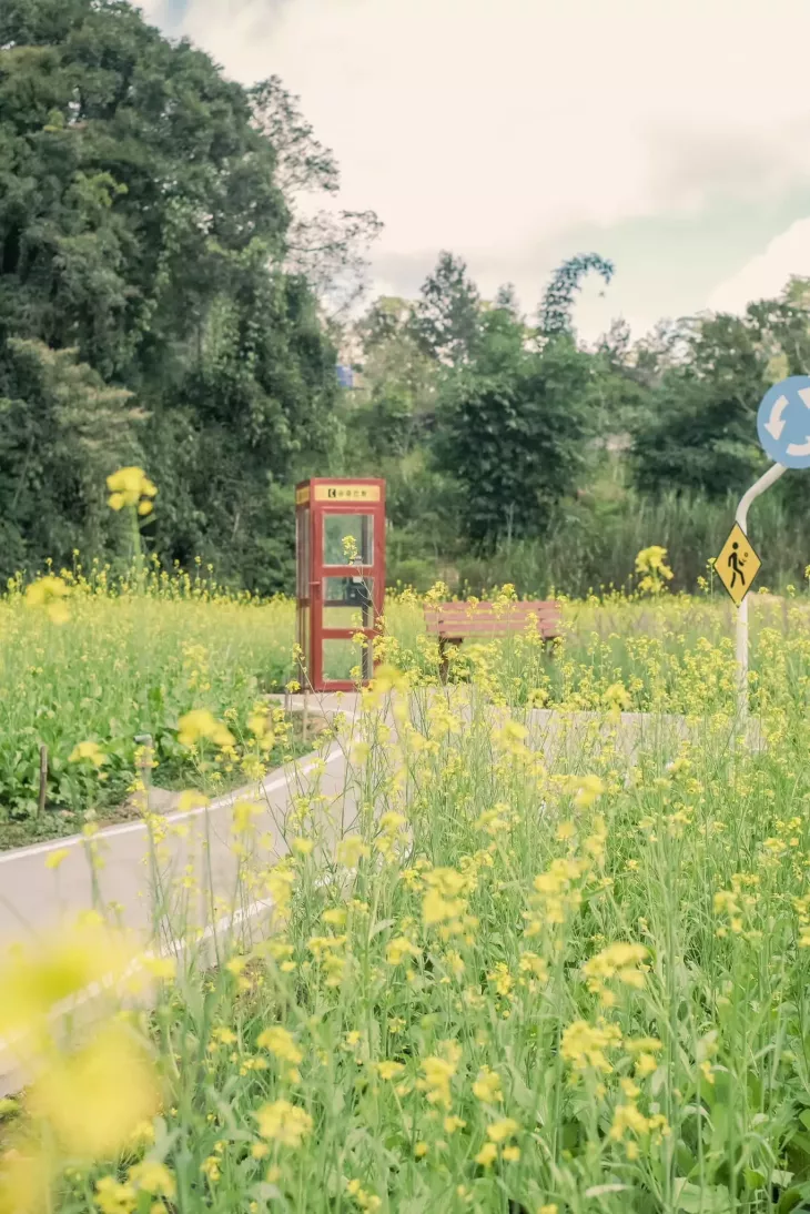 Vuon Hoa Cai Vang O Dalat Camp