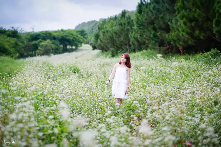 Hoa Tam Giac Mach Dalat Milk