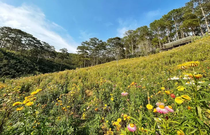 Canh Dong Hoa Bat Tu Da Lat