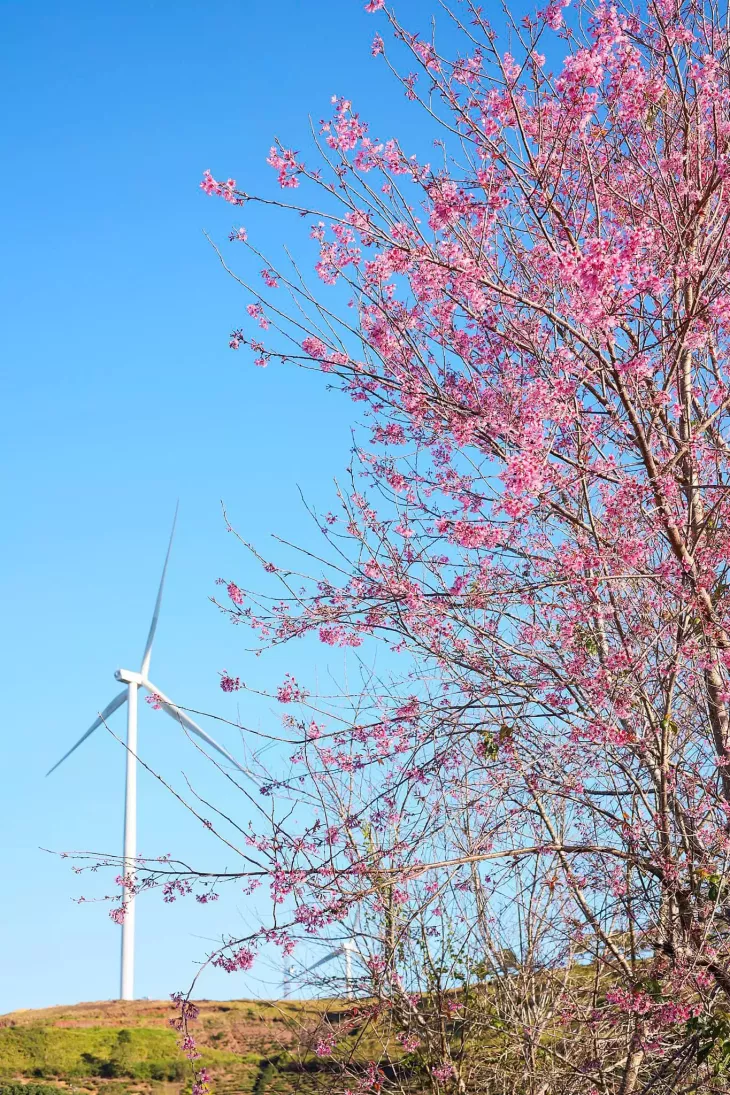 Mai Anh Dao Da Lat Doi Che Cau Dat