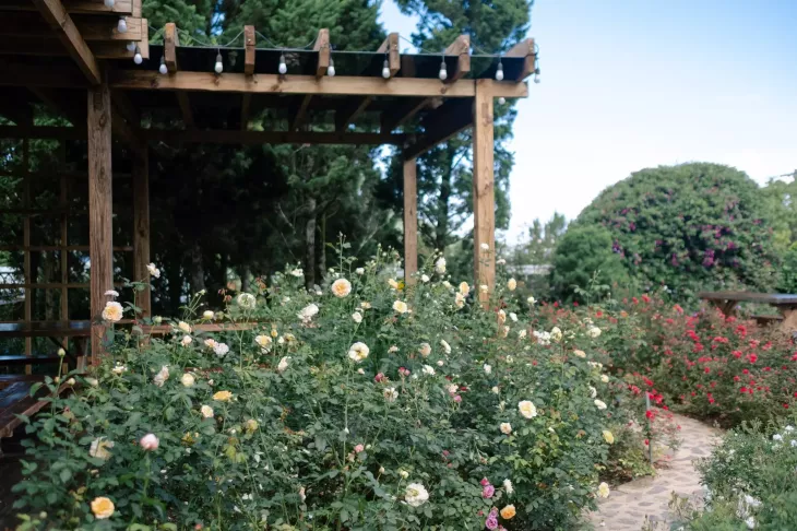 Papa Rose Garden Da Lat 1