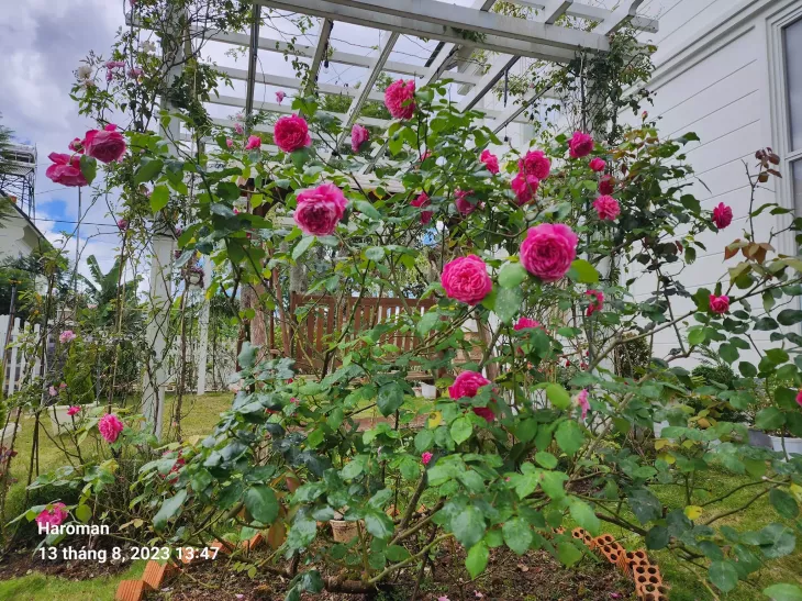 Rose Garden Villa Dalat 2