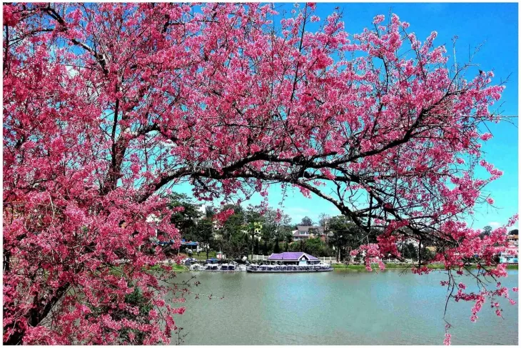 Mai Anh Dao Ven Ho Xuan Huong