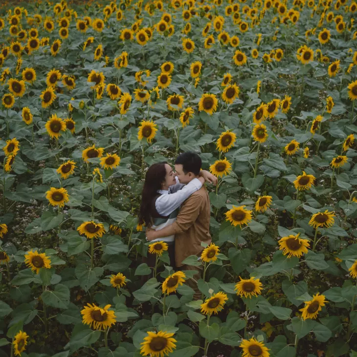 Hoa Huong Duong Da Lat The Florest