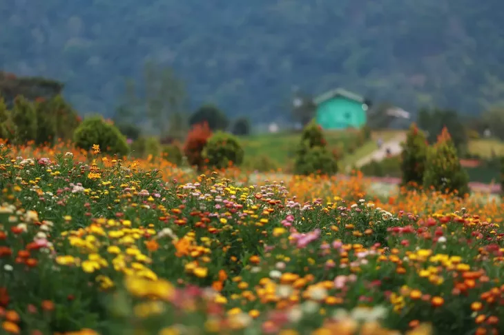 Hoa Da Lat Thang 2 Cuc Bat Tu