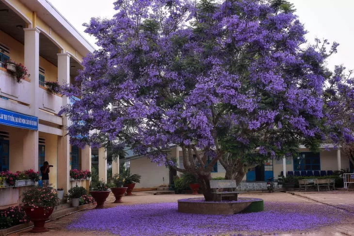 Phuong Tim Da Lat 2023