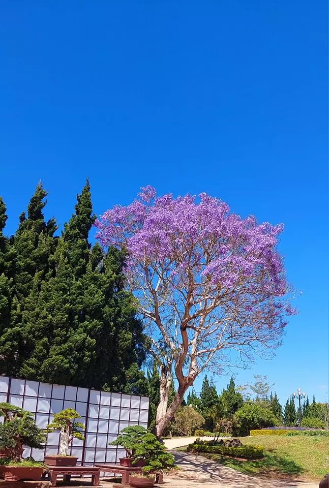 Phuong Tim Da Lat 2024