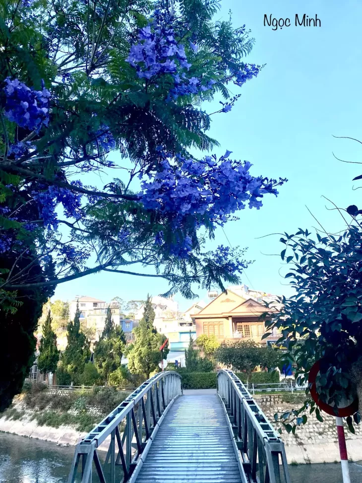 Phuong Tim Da Lat 2024 Cau Cam Ly