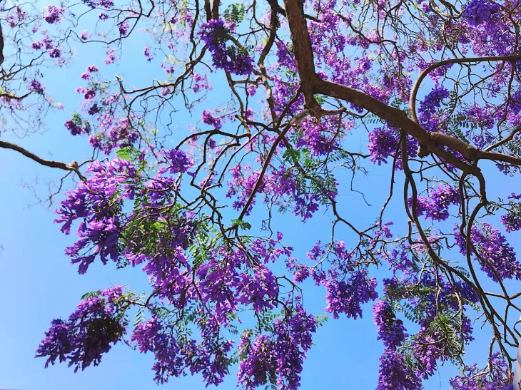 Phuong Tim Da Lat Dep