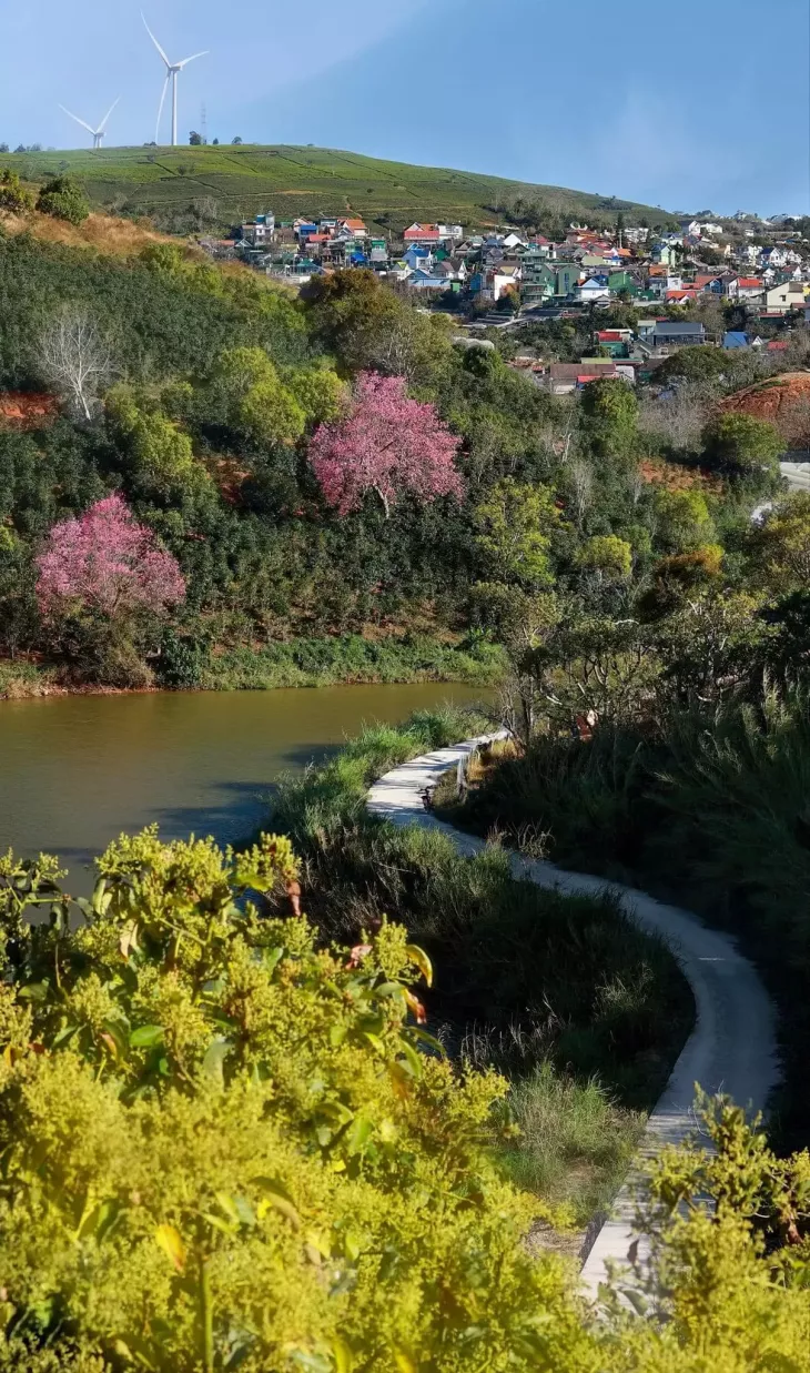 Hoa Bo Da Lat Moc Tra Farm