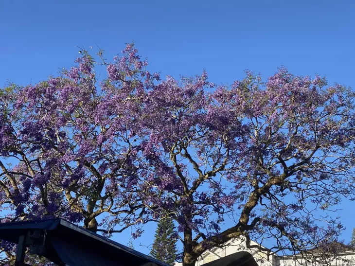 Phuong Tim Da Lat 2024 Cho Dl