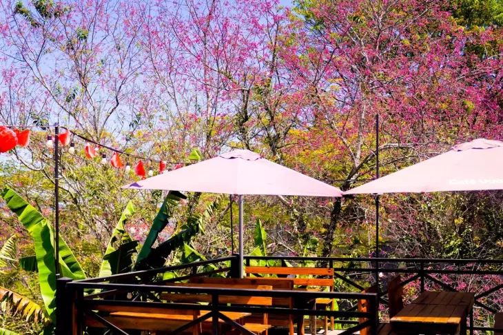 Mai Anh Dao Vuon Hat De 1