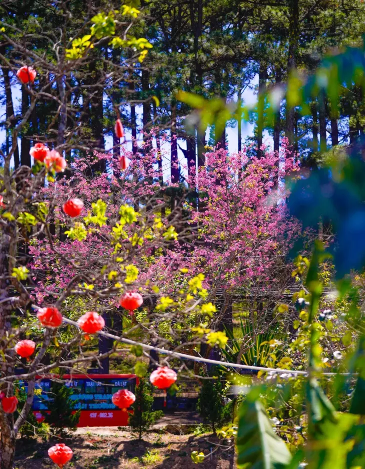 Mai Anh Dao Vuon Hat De 3