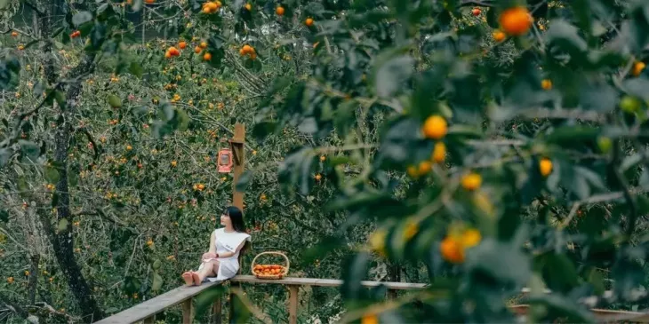 Mua Hong Chin Da Lat