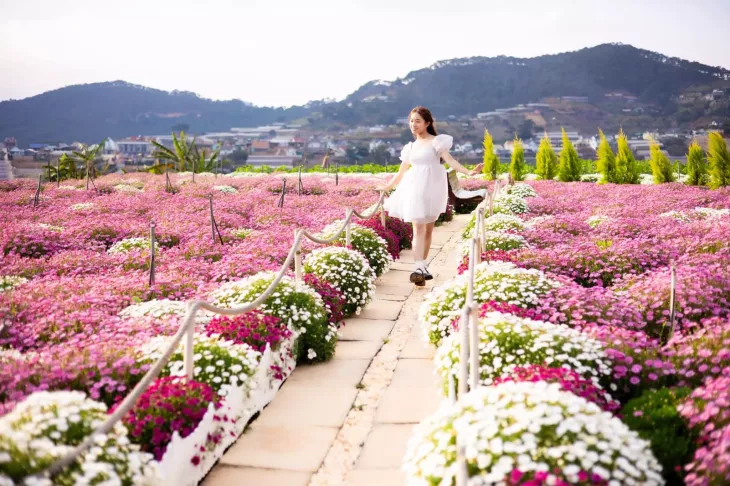 Vuon Cuc Hoa Mi Giac Mo Da Lat 1