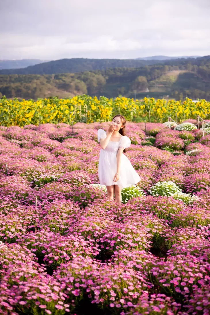 Vuon Cuc Hoa Mi Giac Mo Da Lat