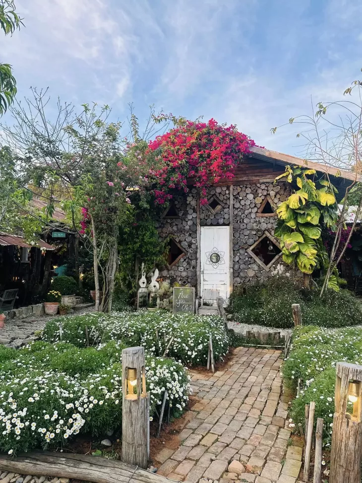 Vuon Cuc Hoa Mi Nguoi Thuong Oi