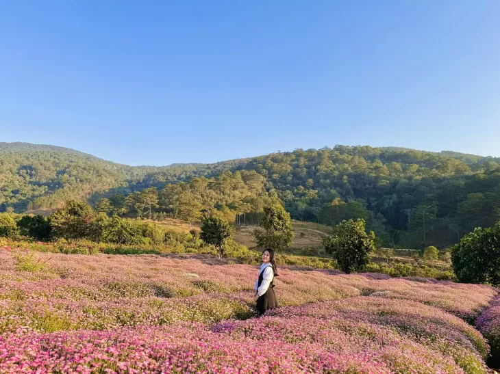 Vuon Cuc Hoa Mi The Florest 1