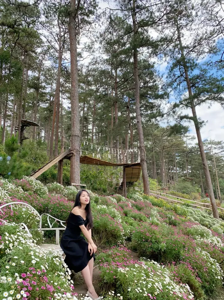 Vuon Cuc Hoa Mi Ven Ho Tuyen Lam