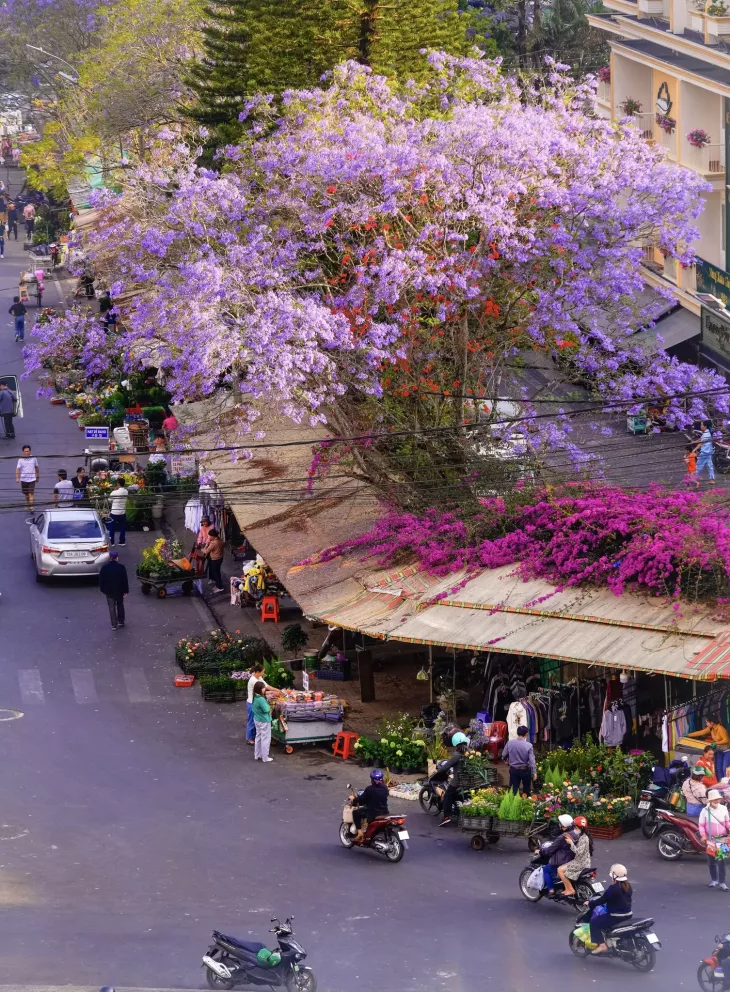 hoa giấy chợ đà lạt