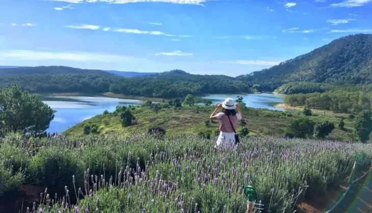 Lavender Ho Tuyen Lam 1
