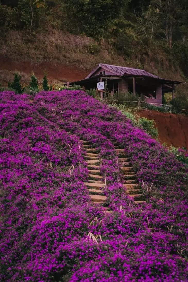 Lavender Tui Thuong Nho 2