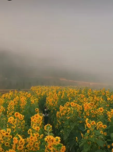 Binh Minh Da Lat O The Florest