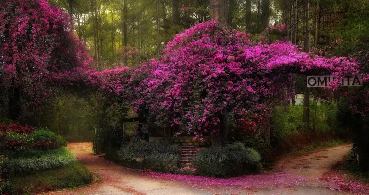 mùa hoa giấy đà lạt