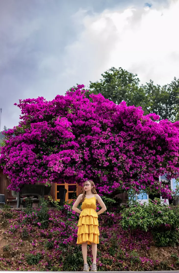 Cay Hoa Giay O Deo Dran Da Lat