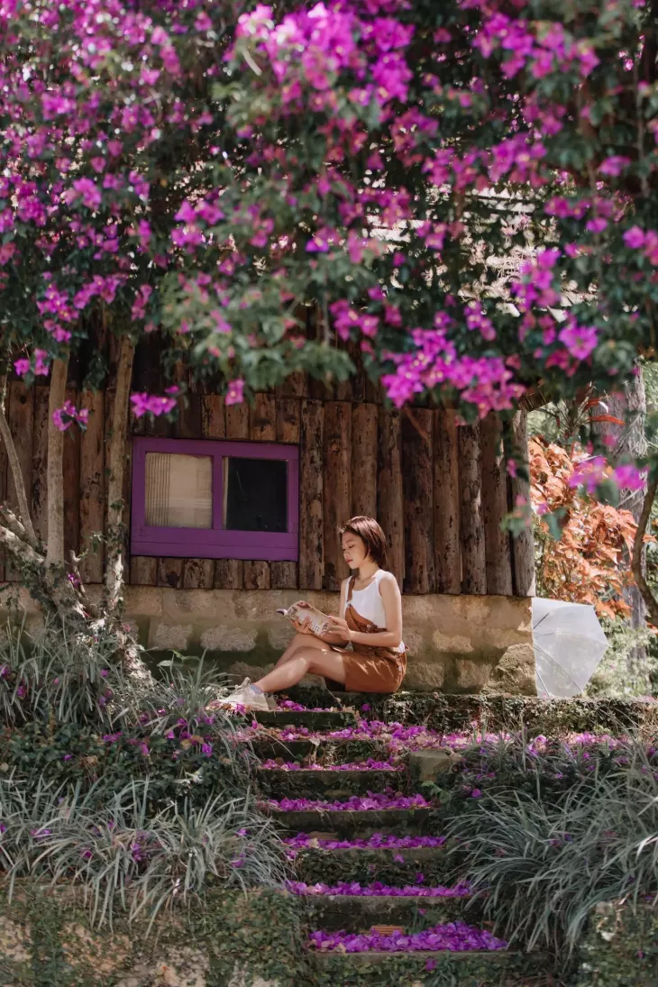 Hoa Giay Nha Go Deo Mimosa