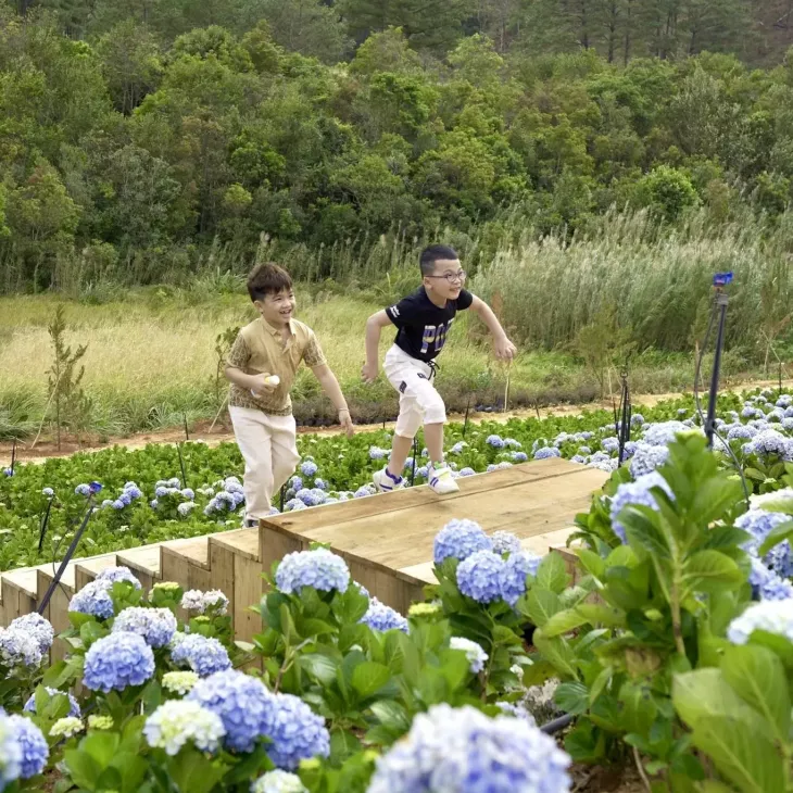 Cam Tu Cau The Florest 4