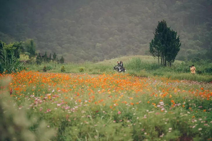 Canh Dong Hoa Canh Buom